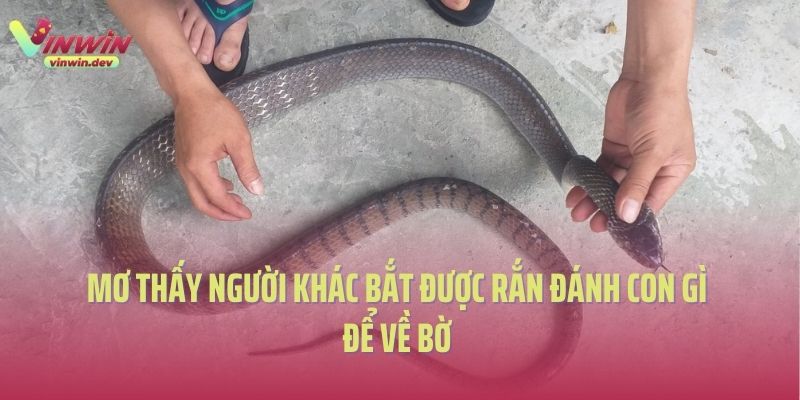 Mơ thấy người khác bắt được rắn đánh con gì để về bờ