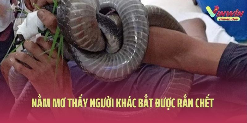 Nằm mơ thấy người khác bắt được rắn chết