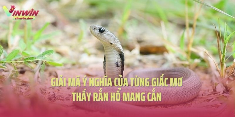 Giải mã ý nghĩa của từng giấc mơ thấy rắn hổ mang cắn
