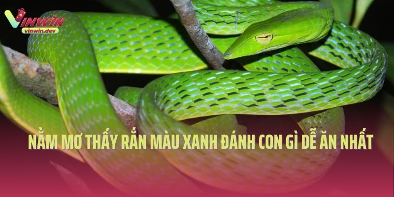 Nằm mơ thấy rắn màu xanh đánh con gì dễ ăn nhất