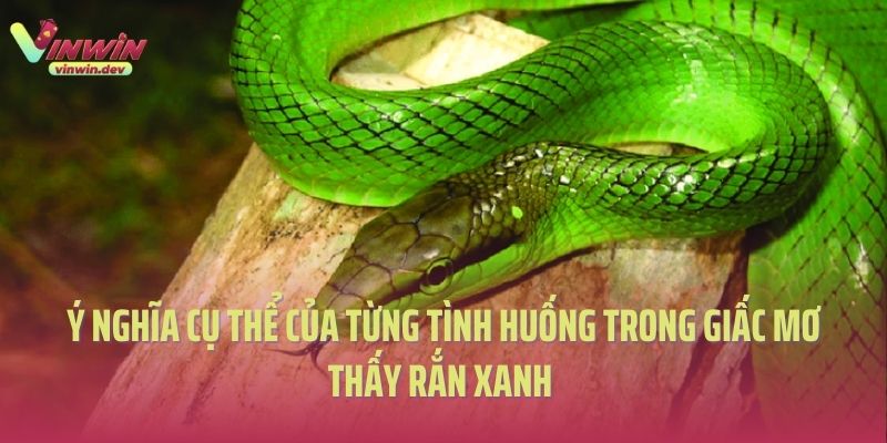 Ý nghĩa cụ thể của từng tình huống trong giấc mơ thấy rắn xanh